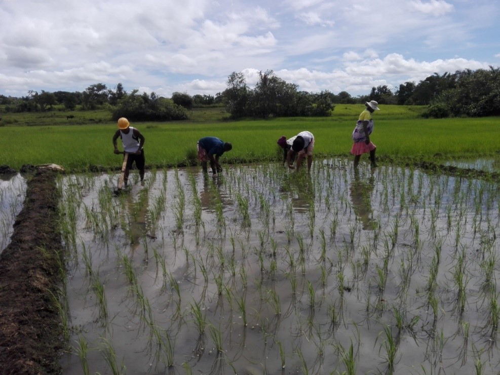 L'Afdi Bretagne  soutient des exploitations familiales à Madagascar (photo AFDI Bretagne).