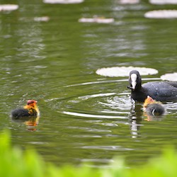 "les poules d‘eau rien à Foulques“ (photo Babas Babakwanza)