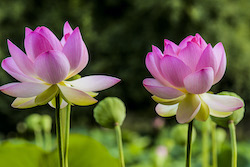 "si le lotus m’était conté“(Photo Babas Babakwanza)