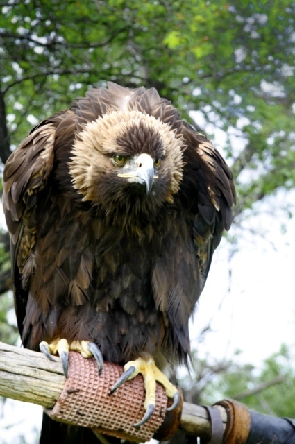 Au Kazakhstan, l’homme et l’oiseau Au Kazakhstan, l’homme et l’oiseau