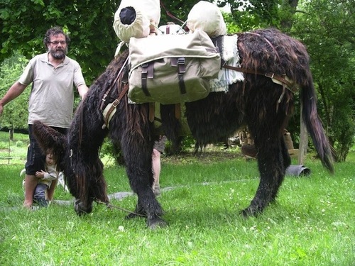 Jacques Thiercy et l'un de ses ânes de randonnée Jacques Thiercy et l'un de ses ânes de randonnée