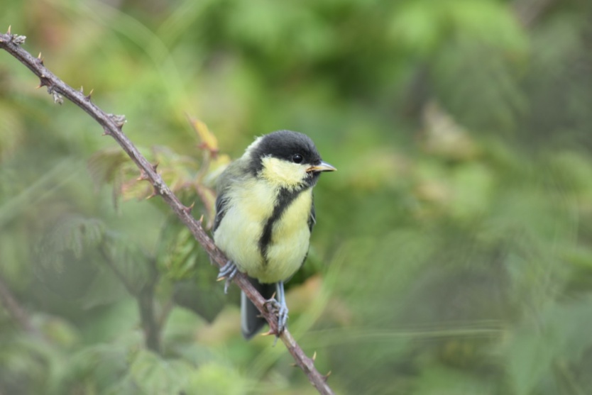 Evelyne transmet sa connaissance des oiseaux et des insectes