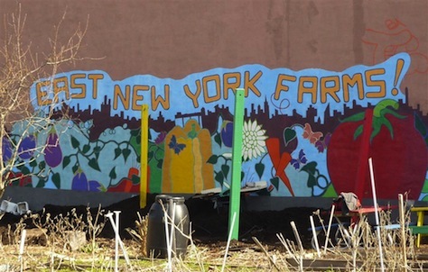 Planter des choux en plein Brooklyn