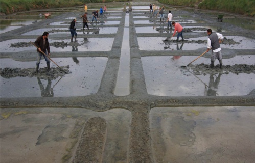 Chaussage des oeillets à Guérande (photo : Charles Perraud)