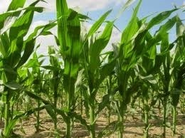 Sale temps pour le Roundup Sale temps pour le Roundup