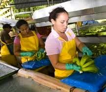 Pour nos fruits exotiques, des ouvrières très exploitées