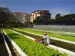 À Cuba, pousse l'agriculture urbaine À Cuba, pousse l'agriculture urbaine