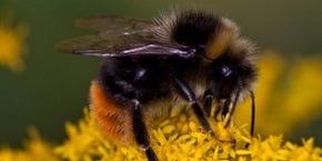Quelques heures pour sauver les abeilles Quelques heures pour sauver les abeilles