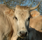 Ce cuisinier fait du "bien manger" un art collectif  Ce cuisinier fait du "bien manger" un art collectif