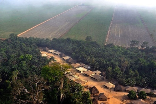 Accaparement des terres en Sierra Leone : Bolloré accusé Accaparement des terres en Sierra Leone : Bolloré accusé