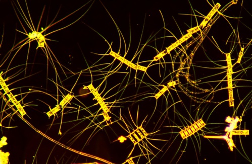 Phytoplancton Phytoplancton