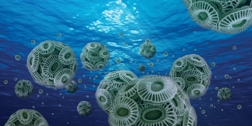 Coccolithes Coccolithes