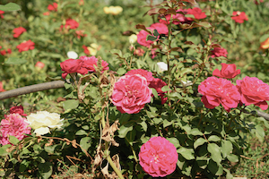 Chassé de Syrie, Salem fait fleurir des roses bio au Liban