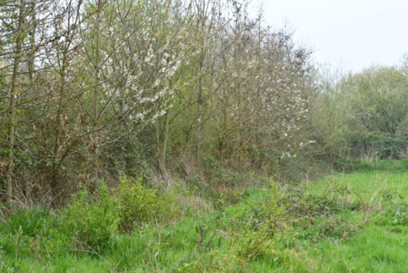 Depuis 2010, un million d’arbres replantés en haies bocagères