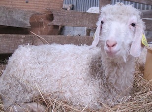 La vie si dure et si douce de Lydie la chevrière