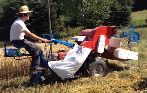 Le temps des moissons à l'Écohameau de La Baie Le temps des moissons à l'Écohameau de La Baie