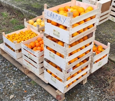 Quand le consommateur paie 2€ le kg d'oranges, le producteur reçoit  1,18 à 1,10€ s'il assure la récolte ou pas. Le conditionnement à l'entrepôt et le transport coûtent 0,82€. Le prix au producteur est fixé pour l'année. Sur les marchés à Catane le Kg se vend entre 0,50€ et 1€