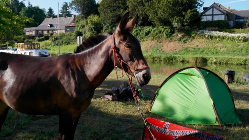 Tina, de jour et de nuit, veille sur sa maîtresse. Tina, de jour et de nuit, veille sur sa maîtresse.