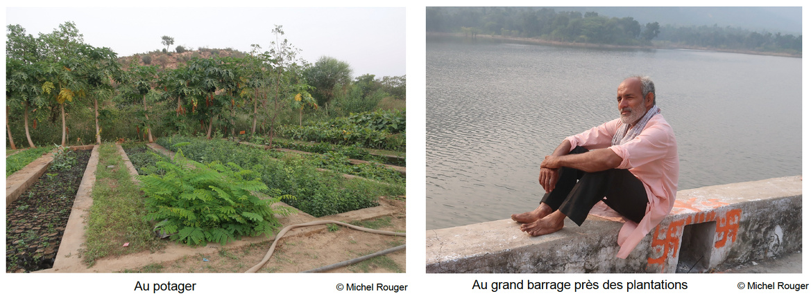 Pradeep, l'ancien ingénieur qui plante des arbres au Rajasthan Pradeep, l'ancien ingénieur qui plante des arbres au Rajasthan