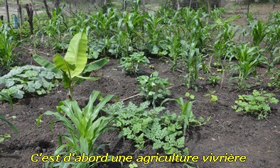 C’est d’abord une agriculture vivrière et de subsistance éparpillée sur des défrichements récents.