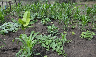 Trata-se principalmente de agricultura de subsistência espalhada por terras recentemente desmatadas. Trata-se principalmente de agricultura de subsistência espalhada por terras recentemente desmatadas.