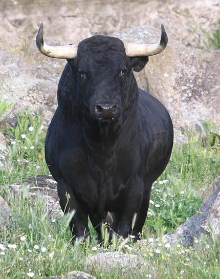 christophe a sauve son taureau de l arene