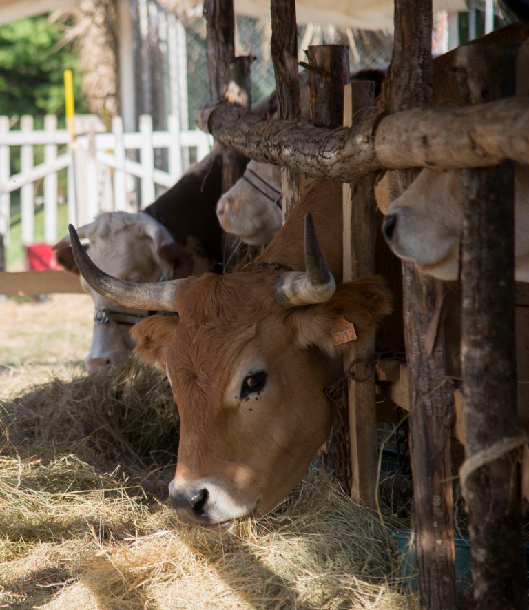 Photo "Pas bête la fête" (septembre 2018).