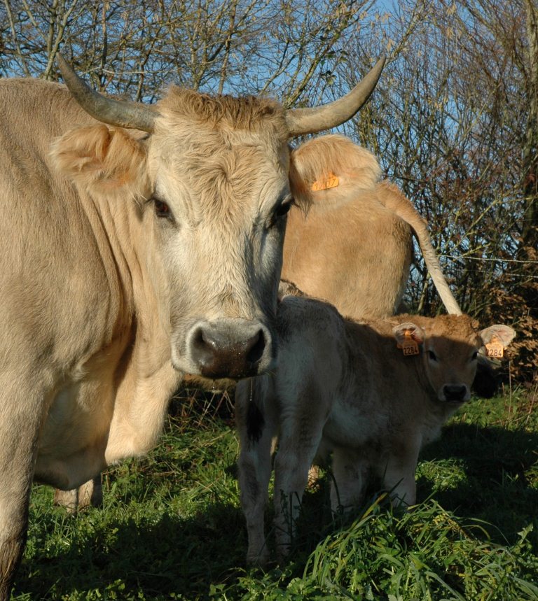 Entre Laurent et la vache nantaise, une histoire de cœur