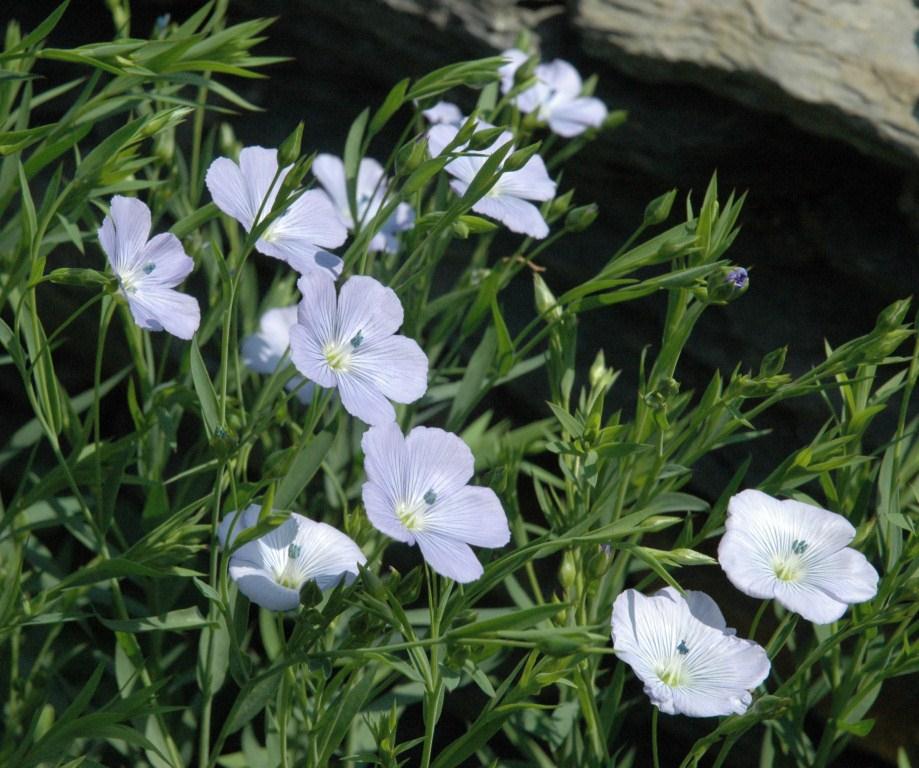 Pierre Weill a créé Bleu Blanc Cœur, une nouvelle agriculture à vocation santé 