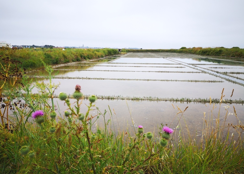 Il n'y a quasiment plus de parcelle abandonnée dans le marais-salant de Guérande (photo : Tugdual Ruellan)