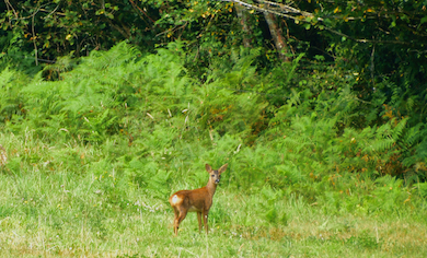 Jean-François Glinec : la biodiversité pour passion Jean-François Glinec : la biodiversité pour passion