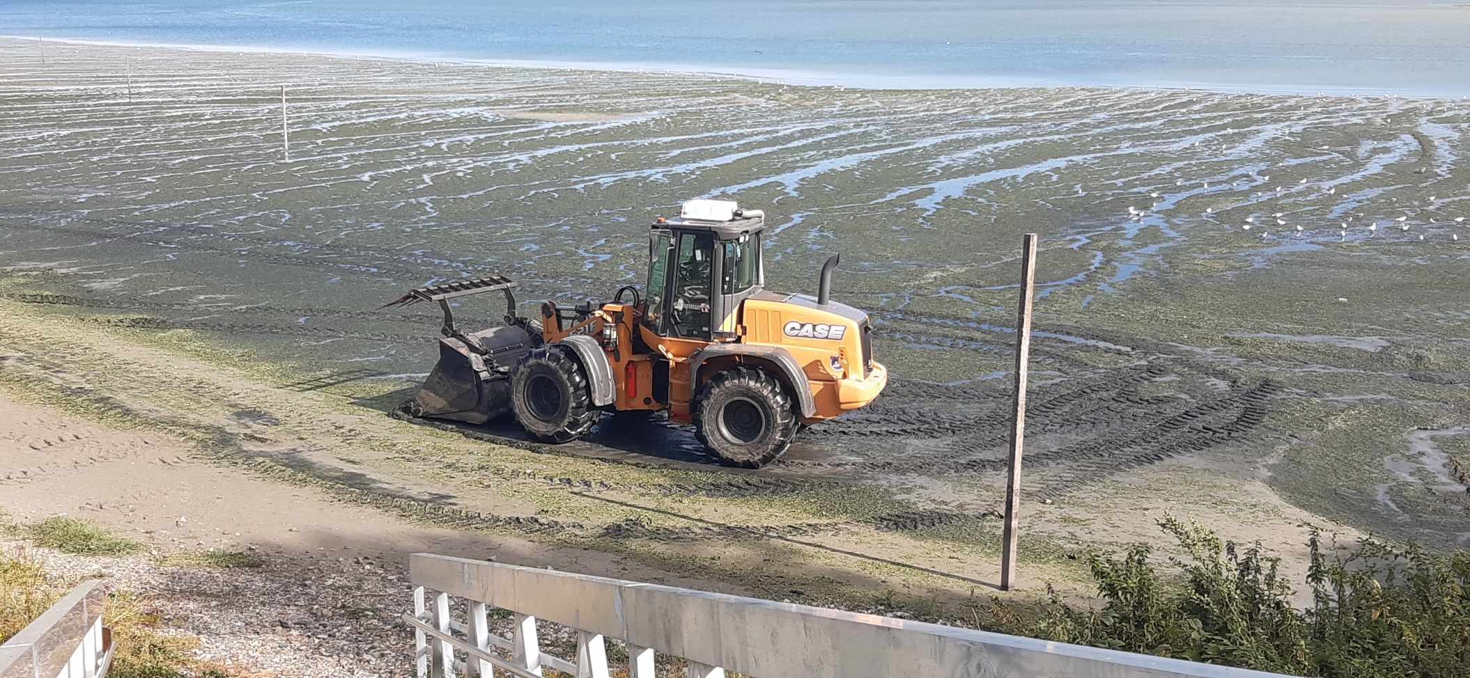 Ramassage des algues sur la plage de la Granville, le 9 septembre 2021 