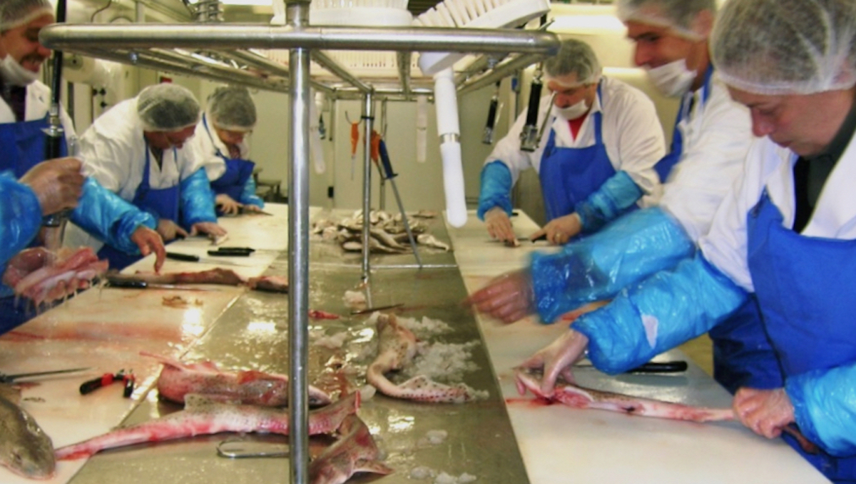 A l'atelier de Lorient © Les Paniers de la mer