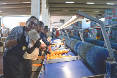 Les oranges sont calibrées par la machine et triées à la main pour les défauts.