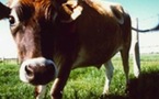 L'effet boeuf, un documentaire accablant
