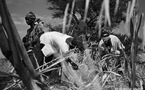 La ruée sur les terres agricoles