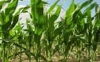 Sale temps pour le Roundup