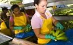 Pour nos fruits exotiques, des ouvrières très exploitées