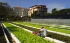 À Cuba, pousse l'agriculture urbaine