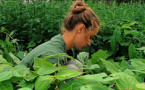 Anaïs, jeune agricultrice en Bretagne 