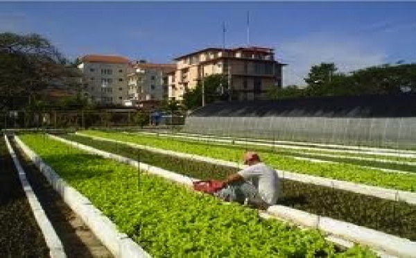 À Cuba, pousse l'agriculture urbaine