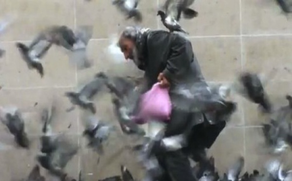 Giuseppe et ses amis, les pigeons de Paris