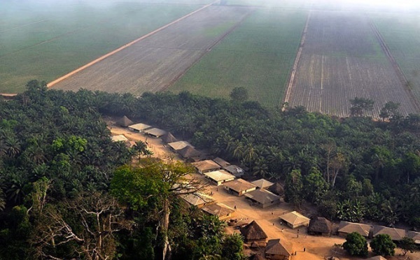 Accaparement des terres en Sierra Leone : Bolloré accusé