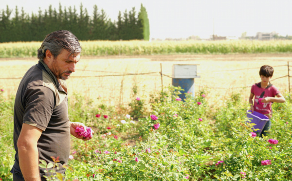 Chassé de Syrie, Salem fait fleurir des roses bio au Liban