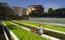 À Cuba, pousse l'agriculture urbaine