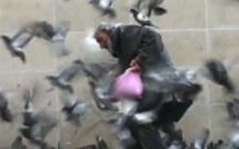 Giuseppe et ses amis, les pigeons de Paris