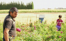 Chassé de Syrie, Salem fait fleurir des roses bio au Liban