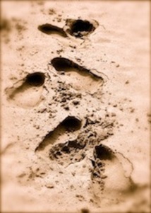 Eloge de la fatigue Eloge de la fatigue