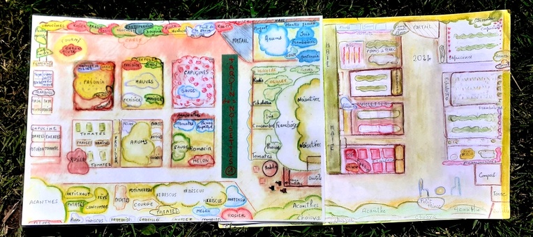 Presque toute la variété des plantations du "jardin des noisettes" sur ce dessin de Maryvonne. Presque toute la variété des plantations du "jardin des noisettes" sur ce dessin de Maryvonne.