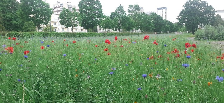 Sur le campus de Rennes2, le long de l'avenue Gaston Berger. (mai 2026) Sur le campus de Rennes2, le long de l'avenue Gaston Berger. (mai 2026)